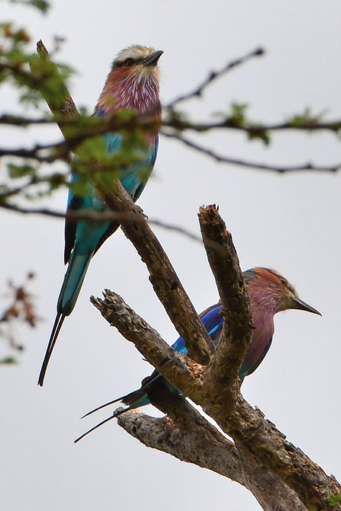 Lilac Breasted Roller (1 of 1)