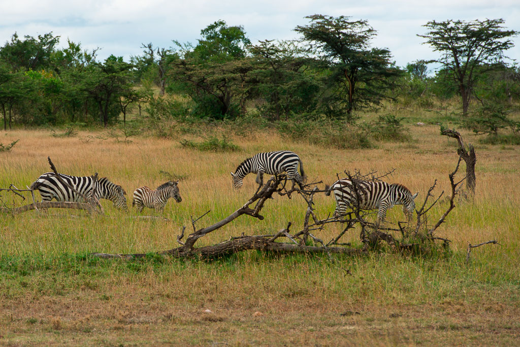 Mammals, Kenya (1 of 4)