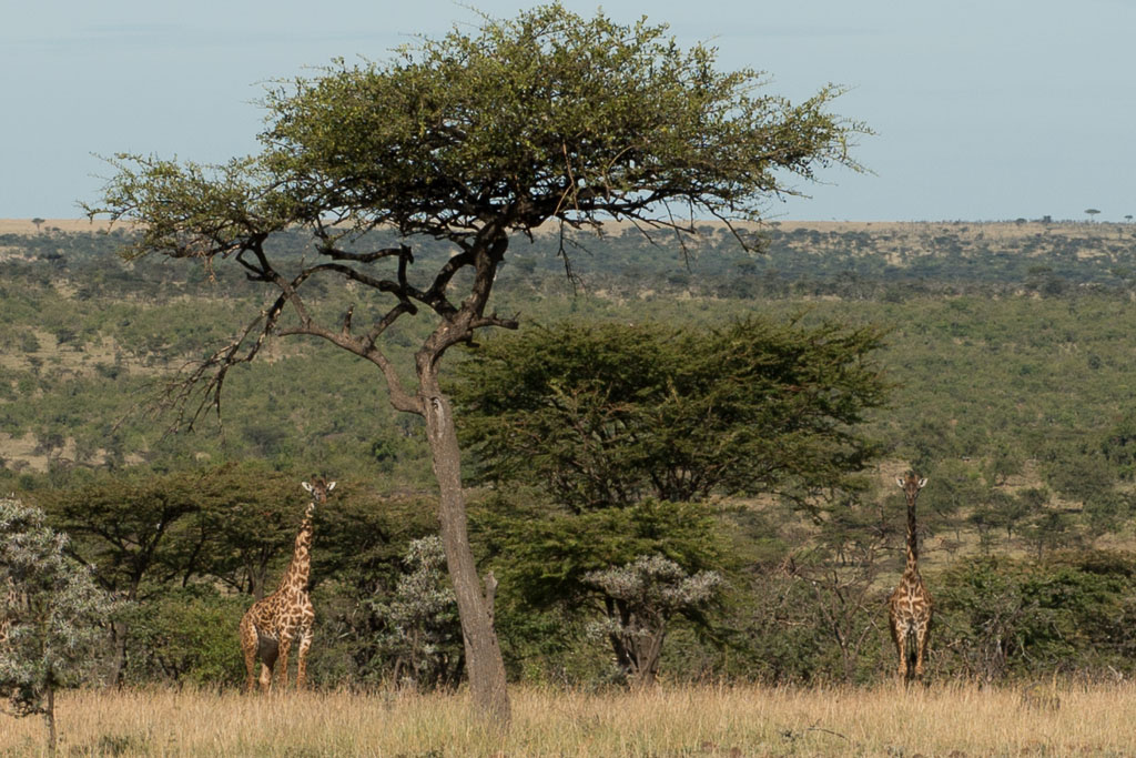 Mammals, Kenya (3 of 4)