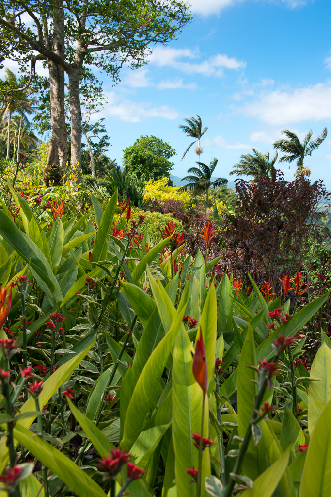 Vanuatu, Port Vila, Summit Gardens-9