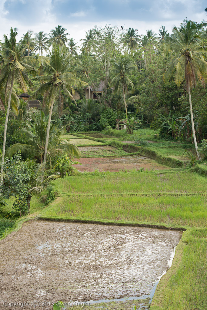 Bali Ubud Rice Fields-11