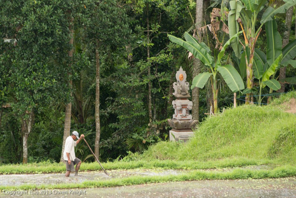 Bali Ubud Rice Fields-6