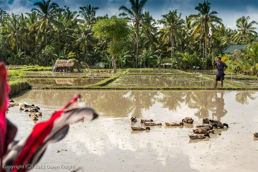 Bali Ubud Rice Fields-8