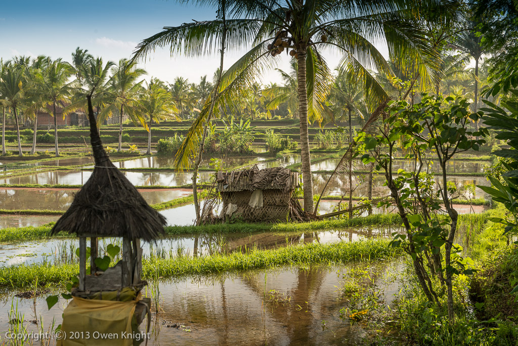 Bali Ubud Rice Fields