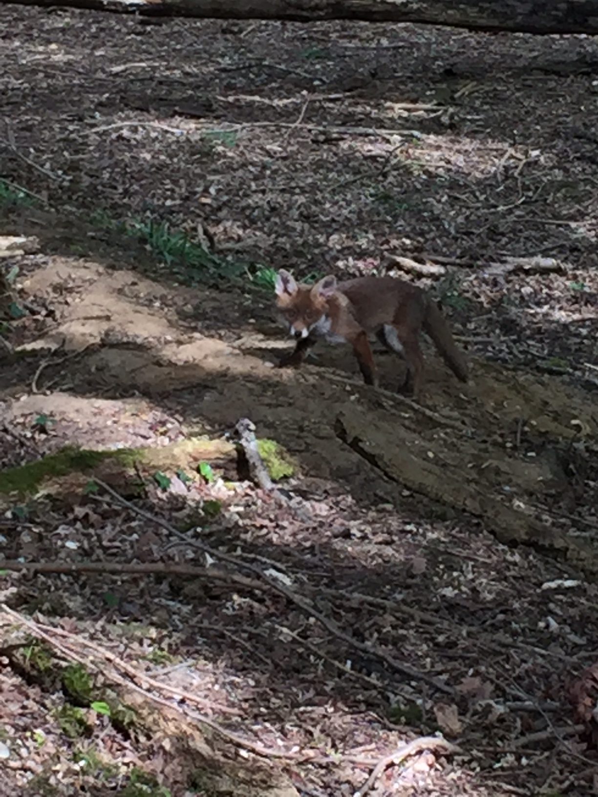 Fox cubs 1