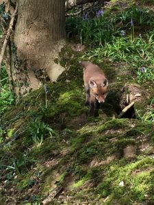 May 2016: Fox Cubs, Little Baddow