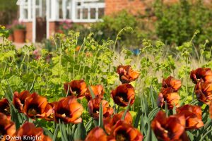 Ulting Wick Gardens, Essex, April 2018