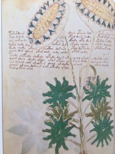 The Voynich Manuscript: Decoded After 100 Years